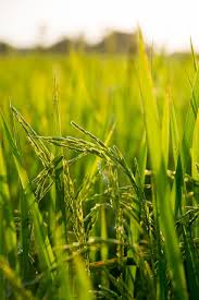 SFPCL Agriculture Image 1