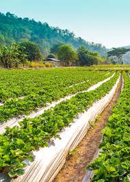 SFPCL Agriculture Image 3