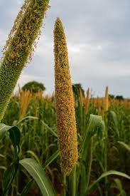 SFPCL Agriculture Image 4
